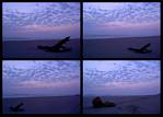 (03) blue dawn montage (day 5 - backup).jpg    (1000x720)    281 KB                              click to see enlarged picture